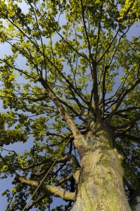 taille d'arbre