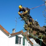 démontage et rétention sous contrainte sur un tilleul